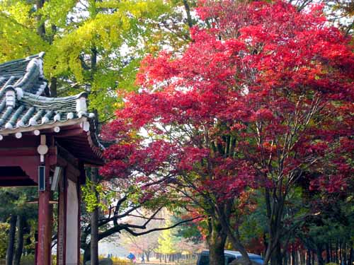 추녀끝 단풍이 유난히 붉습니다. 남이섬에 가서 장군은 못 뵙고 왔네요. 